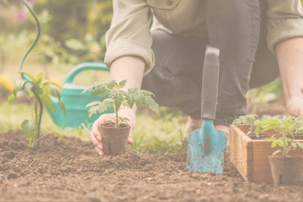 Prune and Maintain My Flowering Plants